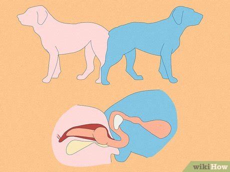 dog intercourse|Why Do Dogs Get Stuck Together After Mating